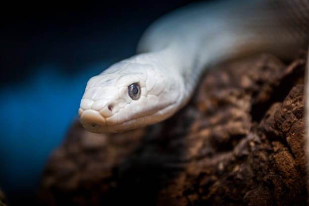 istock Beautiful snake resting in its habitat. 1192138895