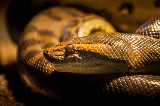 istock Beautiful snake resting in its habitat. 1192139053