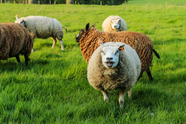 istock A sheep in a flock is standing on the meadow 1192140760