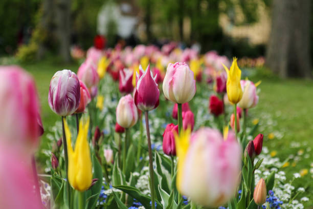 istock the amazing tulip fields in Netherlands 1192142485