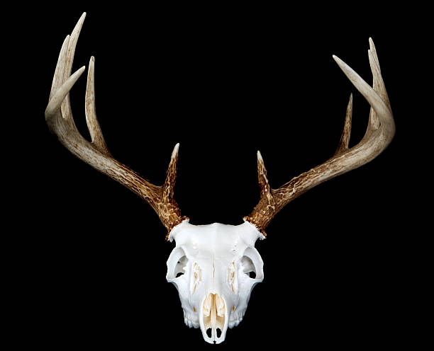 istock European Deer Mount Head On 119214287