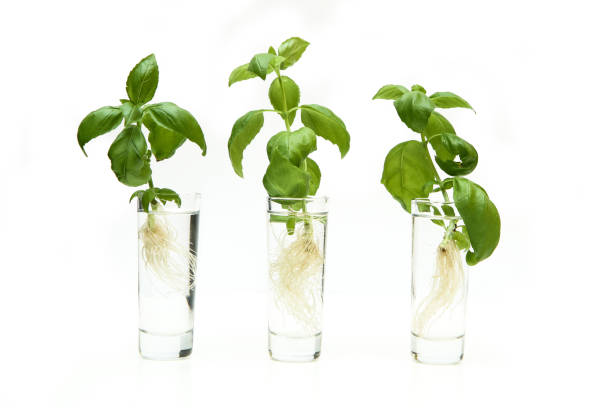 istock The fresh green sprouted basil with roots isolated on white background. 1192143026