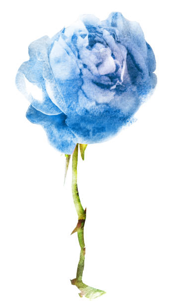 istock Watercolor flower , isolated on white background 1192143451