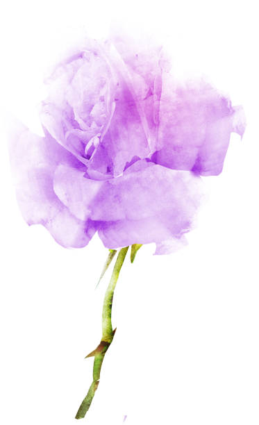istock Watercolor flower , isolated on white background 1192143460