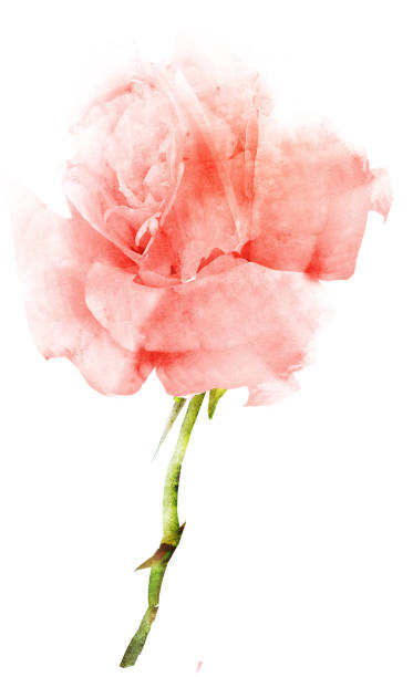 istock Watercolor flower , isolated on white background 1192143484
