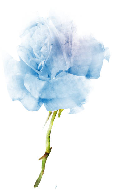 istock Watercolor flower , isolated on white background 1192143493