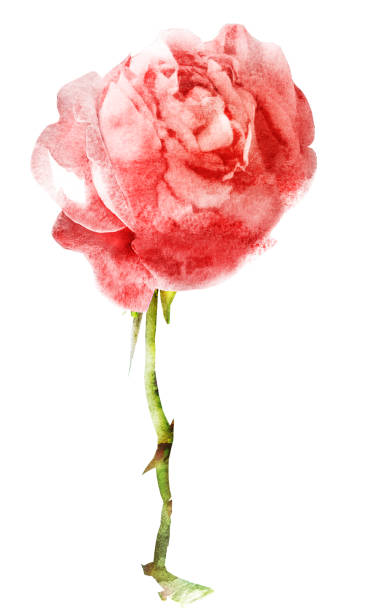 istock Watercolor flower , isolated on white background 1192143503