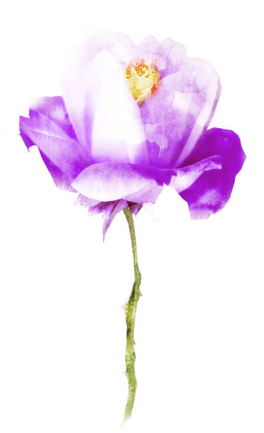 istock Watercolor flower , isolated on white background 1192143516