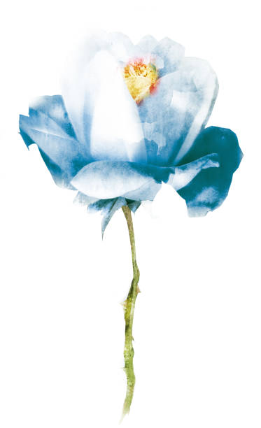istock Watercolor flower , isolated on white background 1192143521