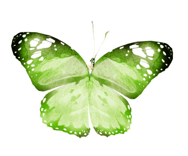 istock Watercolor butterfly , isolated on white background 1192143745