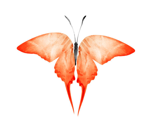 istock Watercolor butterfly , isolated on white background 1192143775