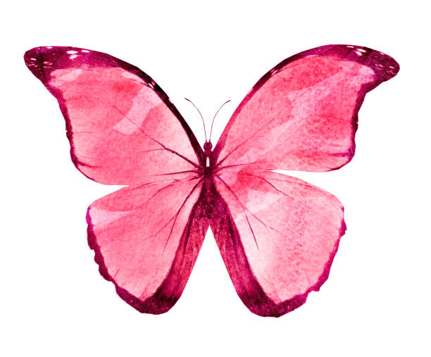 istock Watercolor butterfly , isolated on white background 1192143782