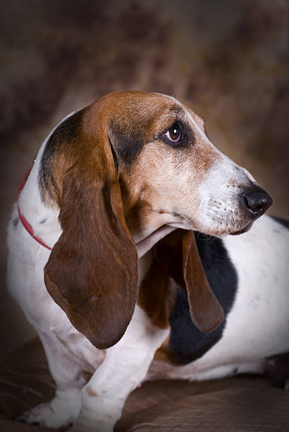 istock Bassett Hound Portrait 119214390