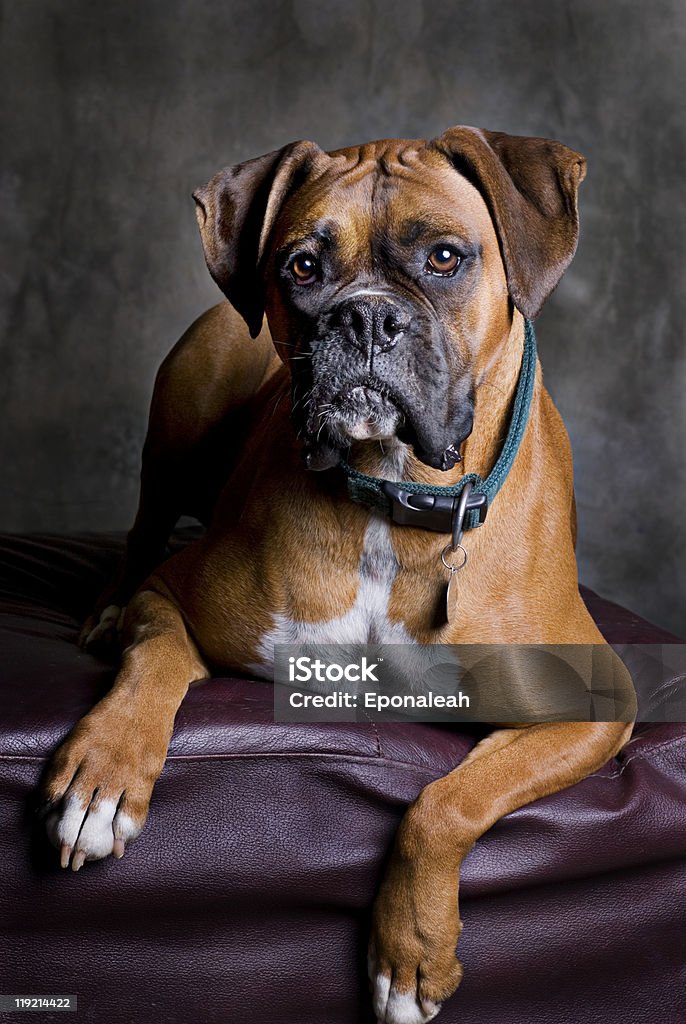 Adult Boxer Portrait  Adult Stock Photo