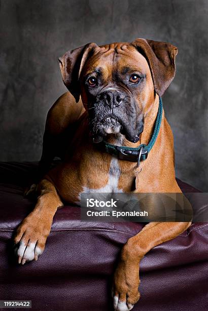 Adult Boxer Portrait Stock Photo - Download Image Now - Adult, Animal, Brown