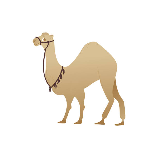 Camel the oriental fairy tale character symbol flat vector illustration isolated. Desert animal camel the oriental and arabic fairy tale character and traditional tourist symbol flat cartoon vector illustration isolated on white background. dromedary camel stock illustrations