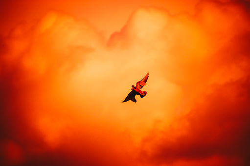 Two flying pigeons on bright sunset beautiful background copy space. Concept of love, purity, peace, union of two souls