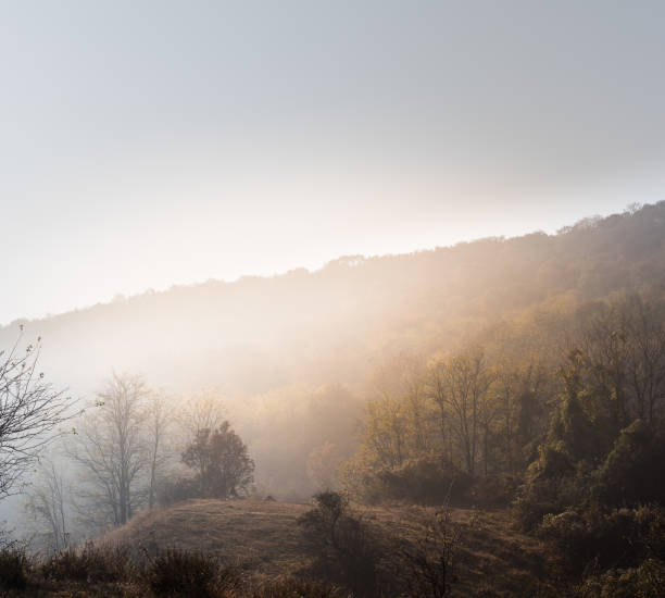 istock Fog in the forest when the Sun rises 1192146041