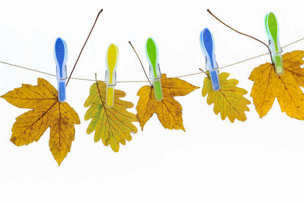 istock Yellow autumn leaves hanging on plastic clothespins 1192146079