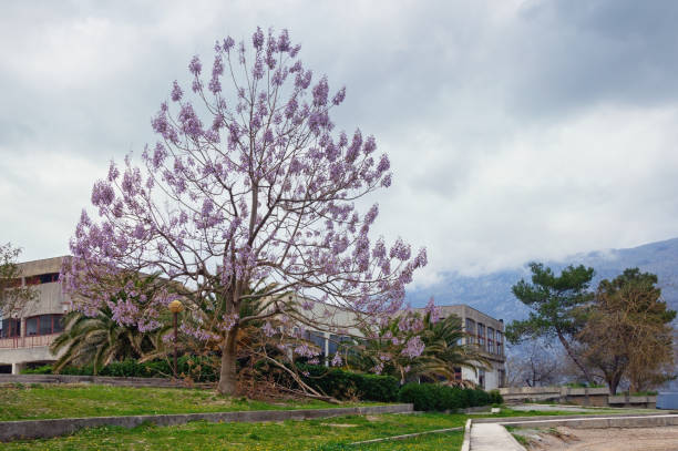 Beautiful Mediterranean landscape on cloudy spring day. Princess tree ( Paulownia tomentosa ) blooms on coast of Kotor Bay. Montenegro, Prcanj town