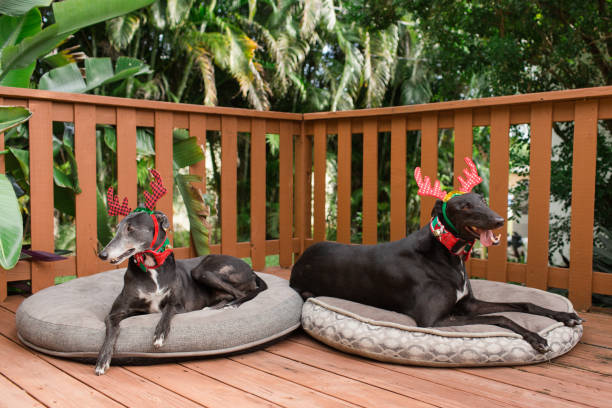 istock Christmas Greyhound Dogs 1192148216