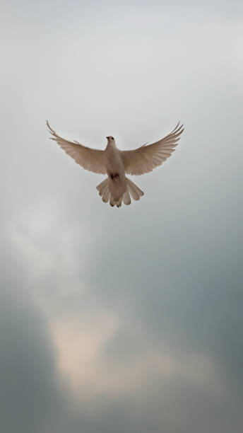 istock White pigeon flying across an overcast sky 1192148510