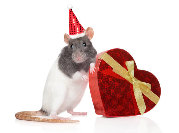 istock Christmas rat with gift 1192148927