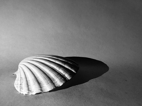 Still life shell