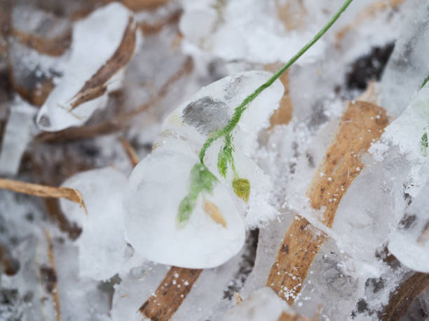 istock The grass in the field instantly froze and cold. An abnormal drop in temperature, a sharp change in the weather 1192149826