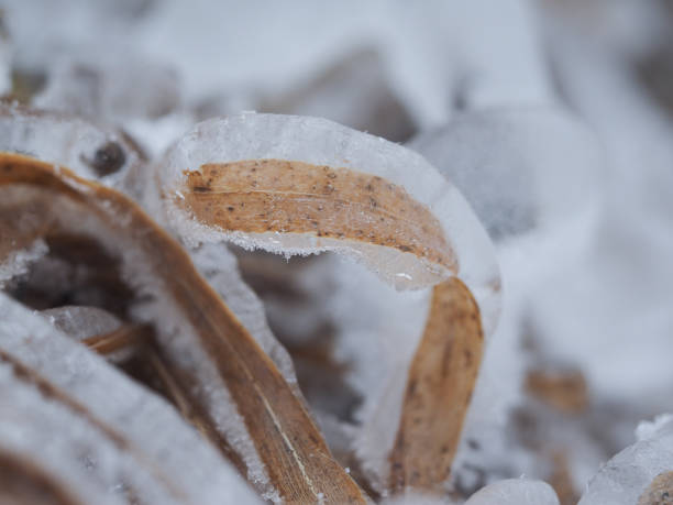 istock The grass in the field instantly froze and cold. An abnormal drop in temperature, a sharp change in the weather 1192149891