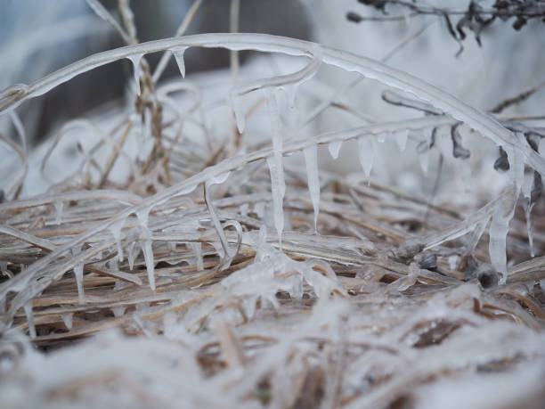 istock The grass in the field instantly froze and cold. An abnormal drop in temperature, a sharp change in the weather 1192149930