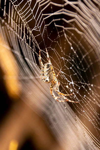 istock Spider in the middle of the spider web 1192149996