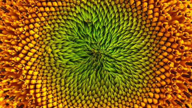 istock Close-up of a sunflower. 1192151031