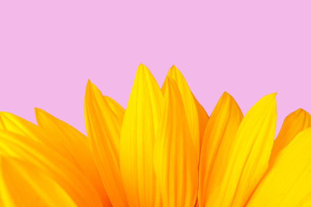 istock Close-up of a sunflower. 1192151032