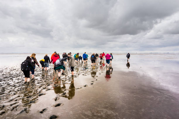 Hiking in the ecosystem Wadden Sea, Pilsum, North Sea, Germany stock photo