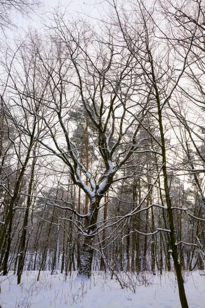 Photo of snow forest in winter