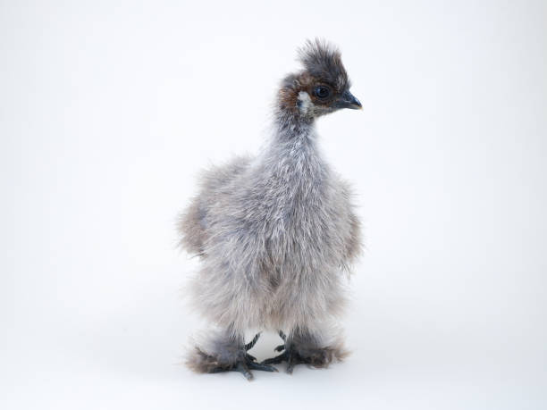 istock Chicken rare breed chickens Chinese silk. Portrait on white background 1192153003