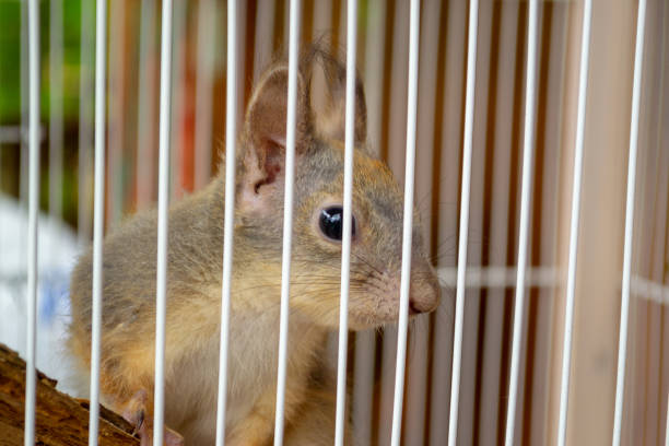 istock Little squirrel in cage behind lattice 1192153737