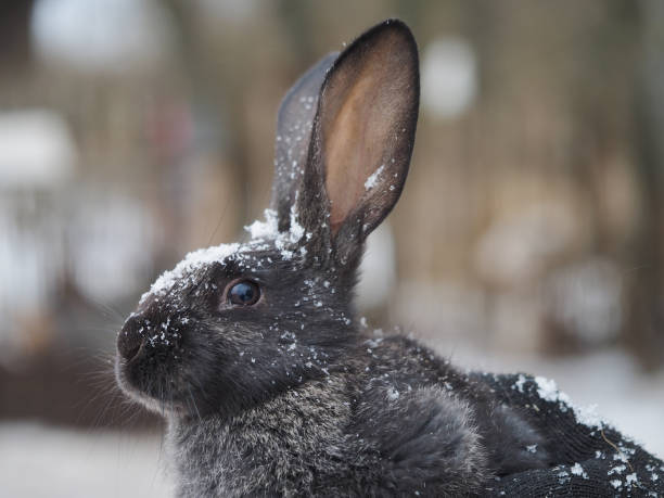 istock Portrait of a cute rabbit under the snow 1192154102