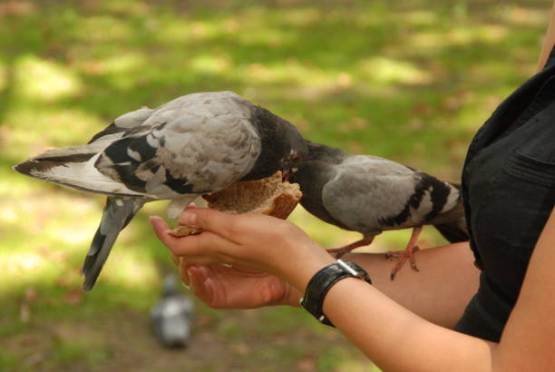 istock Pigeons are eating bread 1192155584