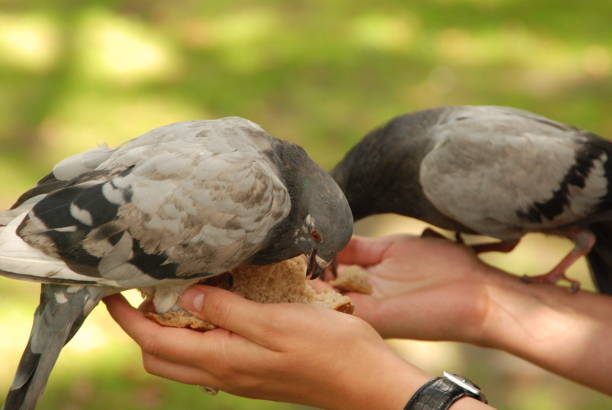 istock Pigeons are eating bread 1192155615