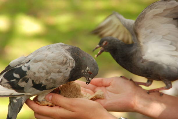 istock Pigeons are eating bread 1192155632