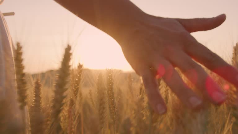 Medium shot of a woman caressing wheat plants with her hand while walking in the middle of a field of golden wheat with wind turbines in the distance. Shot taken at sunset. Shoot in 8K resolution.