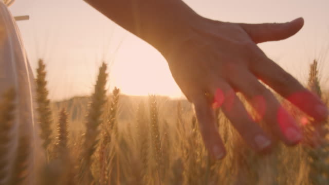 Medium shot of a woman caressing wheat plants with her hand while walking in the middle of a field of golden wheat with wind turbines in the distance. Shot taken at sunset. Shoot in 8K resolution.