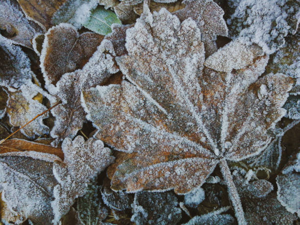 istock Rime ice on leaves 1192158804