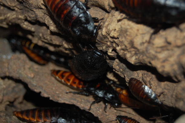 istock Hissing Cockroaches (Gromphadorhina portentosa) 1192159909