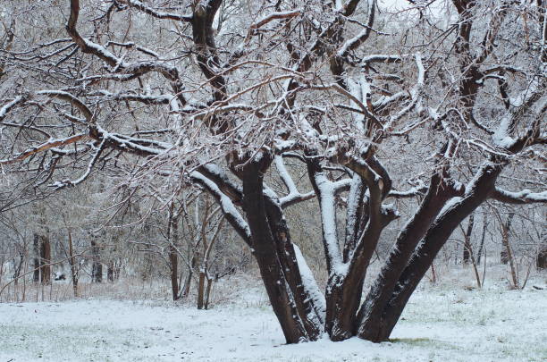 istock Mulberry tree in winter. Large tree with sprawling branches in the snow 1192160427