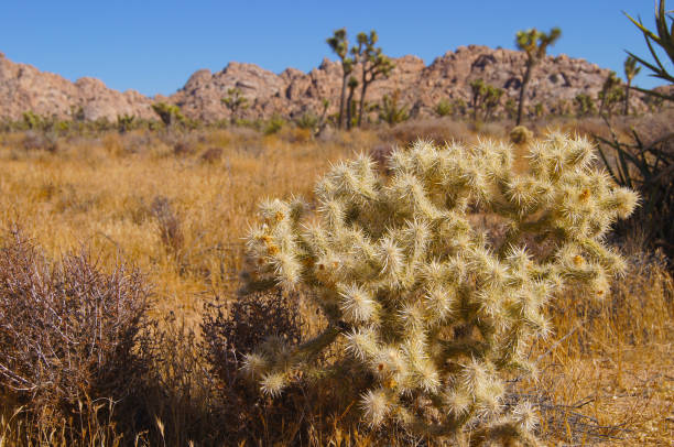 Cactus in the Mojave Desert - Joshua Tree National Park, shot with a SONY DSC.