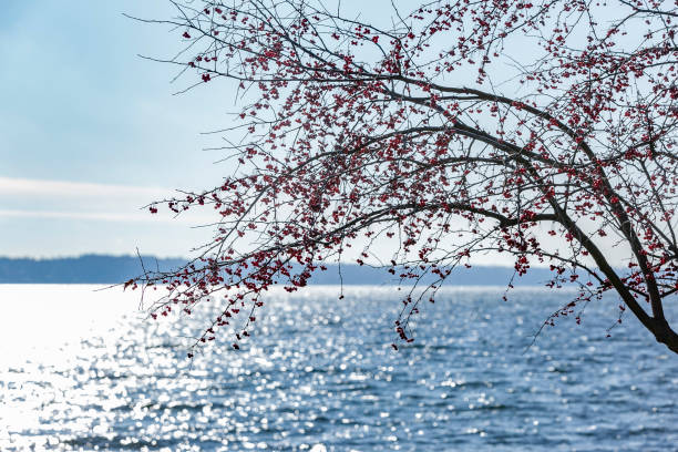 istock Crab apple branches and a lake. 1192161199
