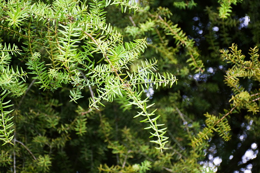 A Native New Zealand Juvenille Podocarpus Totara Tree Branch Close-Up.